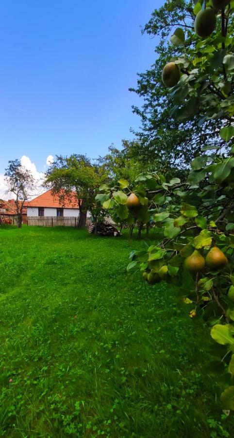 Pensiunea Narcisa Cu Ciubar Malaesti ภายนอก รูปภาพ
